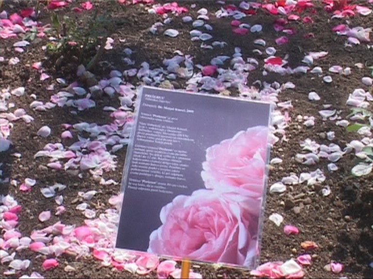 Tivoli krasi vrtnica sorte Prešeren
